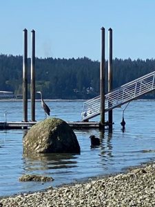 bainbridge-island-beach